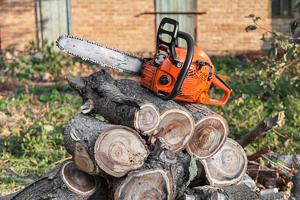 Professional Tree Service in University, FL